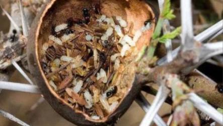 植物“反吃货”进化史：以金合欢为例，一场持续千年的“军备竞赛”