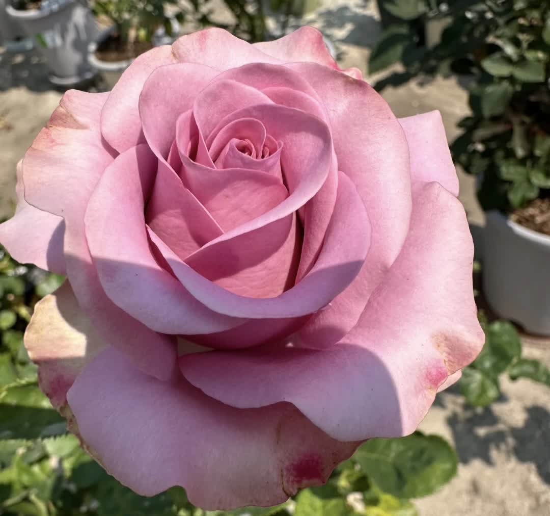?女人在结婚后才会领悟到：
回娘家的路好走，得花钱来修。
婆家的路顺畅，都是