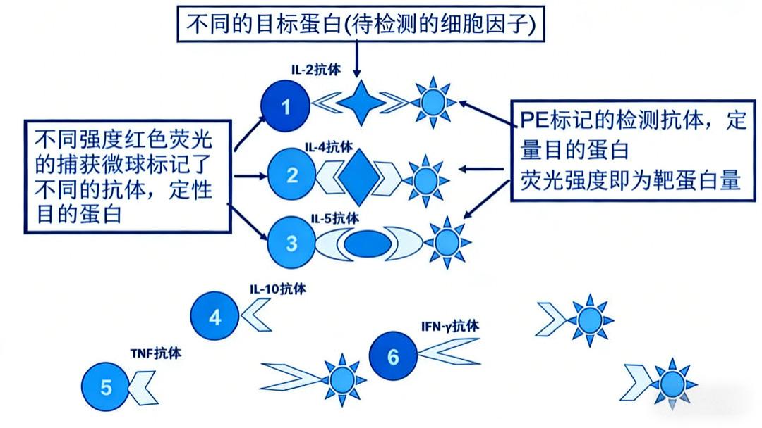 微球免疫分析系统CBA技术概述：原理、流程与特点