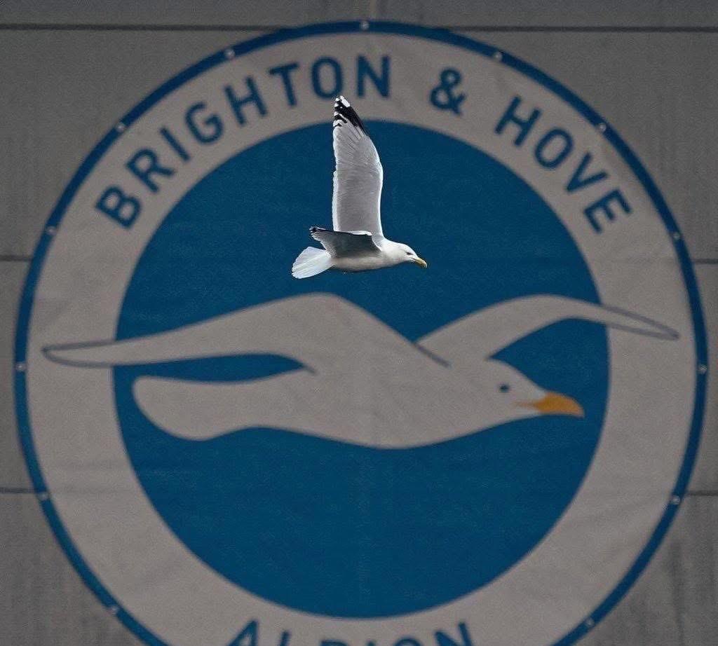 这是在布赖顿足球场上的瞬间抓拍！超棒.布赖顿（Brighton），是一家位于英格