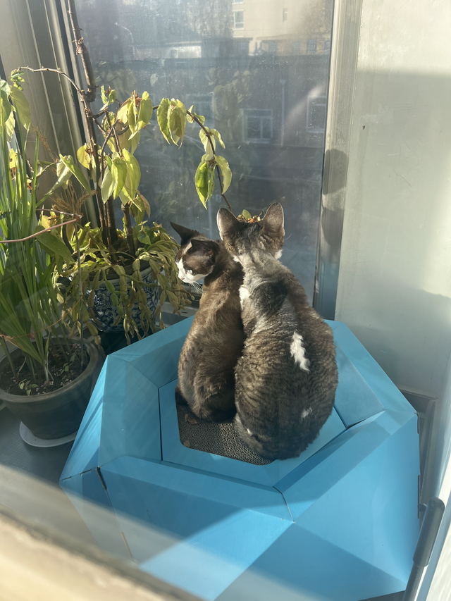 小猫猫它来测评理想L9够不够大
我是带猫上车的嘟嘟！喵了个咪的，理想L9还真是大