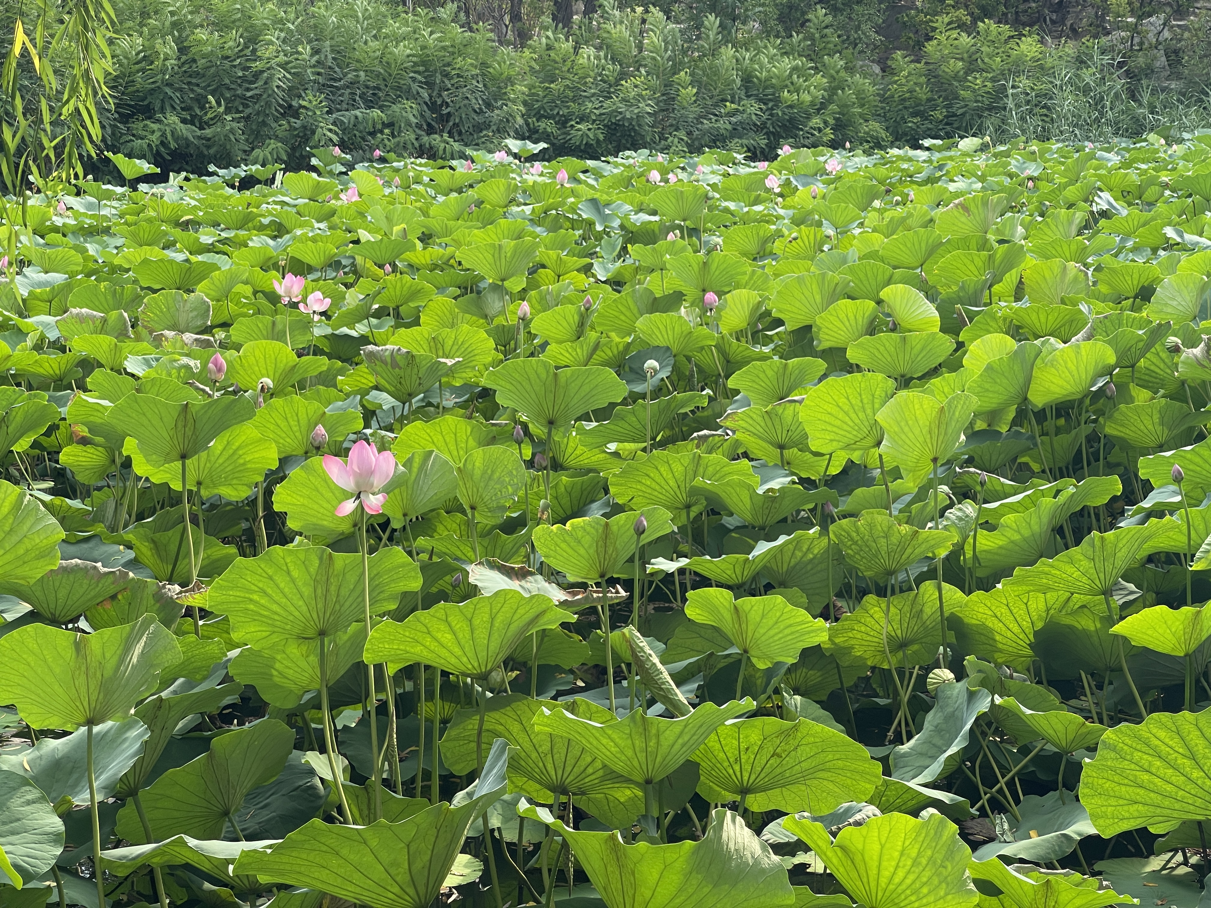 7月，想辞职的天数，达到了多年高峰。这和天气有关吗？