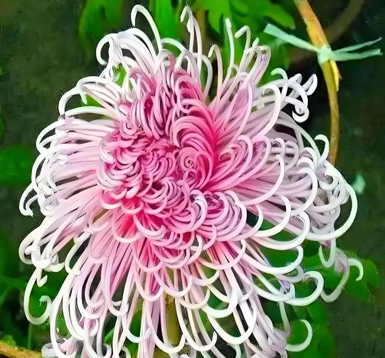 #上联：菊香淡雅风清爽，水心邀对# 
菊香淡雅风清爽，
兰韵静幽露莹然。