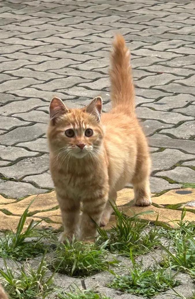 我被这只小橘猫盯着看了得有半小时了。仓库门口最近来了几只流浪猫，我家里本身也养猫
