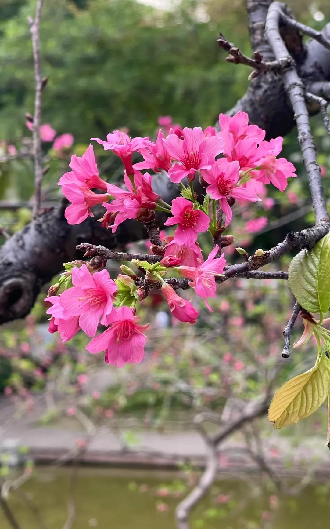 #一张图证明春天来了#
春天来了，百花盛开。
