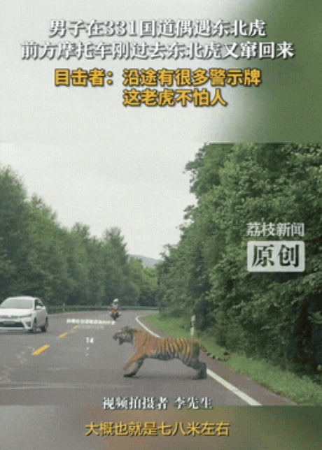 惊魂一刻！一男子在吉林的311国道上正常行驶，突然旁边跑出来一只东北虎，这东北虎