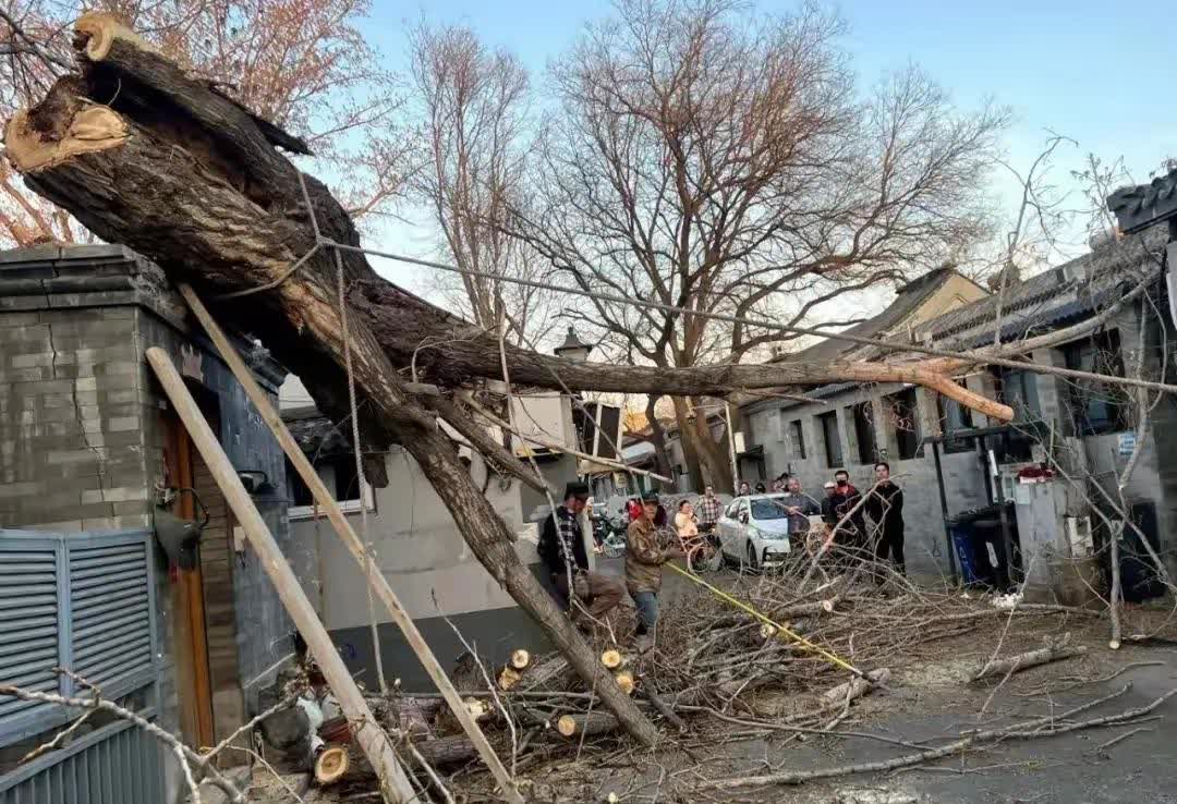 近日傍晚17时许，东城区宝钞社区琉璃寺胡同17号院内一棵直径超40厘米大树被强风