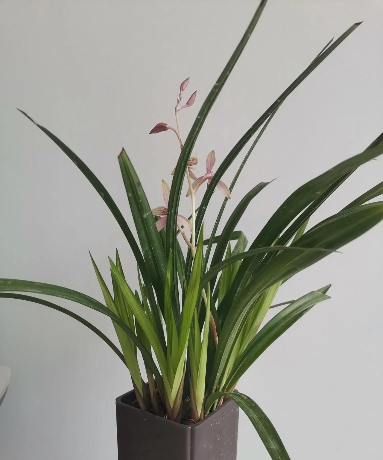 今年的一盆兰花虽然春天发了十个新芽，但是一个花芽也没有。
我的一盆建兰每年的八月