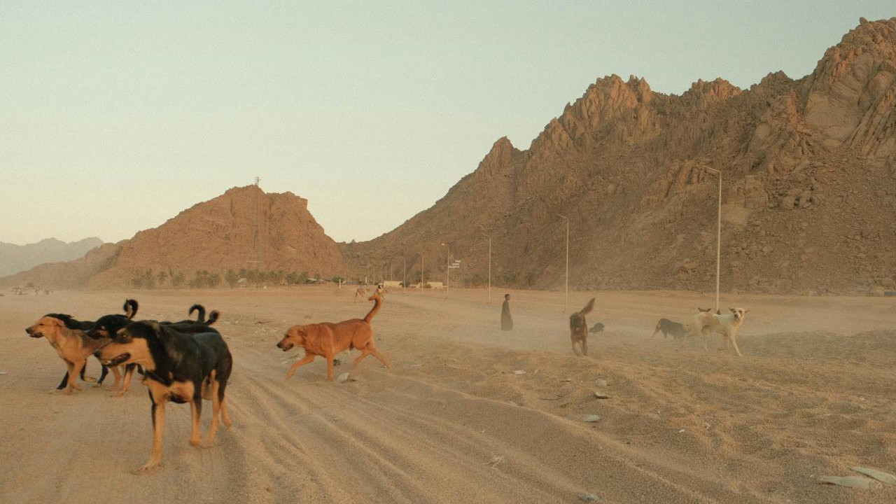 这几种摄影题材与广角镜头绝配，很容易出片