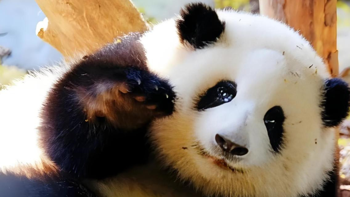 大熊猫如果穿越到恐龙时代，会灭绝吗？