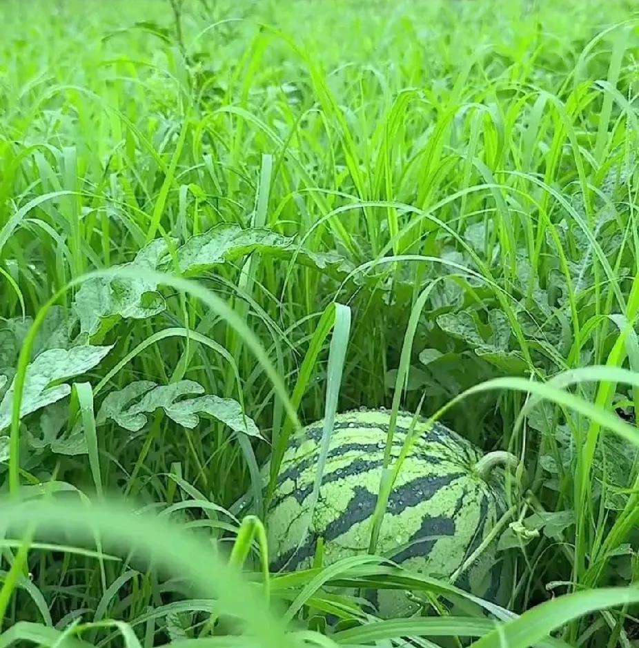 草窝里发现一个屙瓜
野外，经常见到屙瓜，这种野生西瓜天然无污染，又沙又脆又甜，非