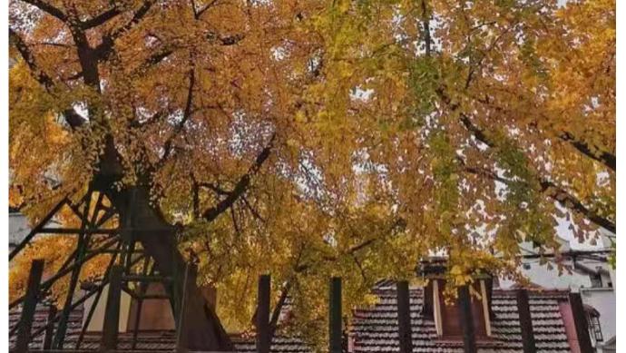 上海700岁古银杏即将迎来最美