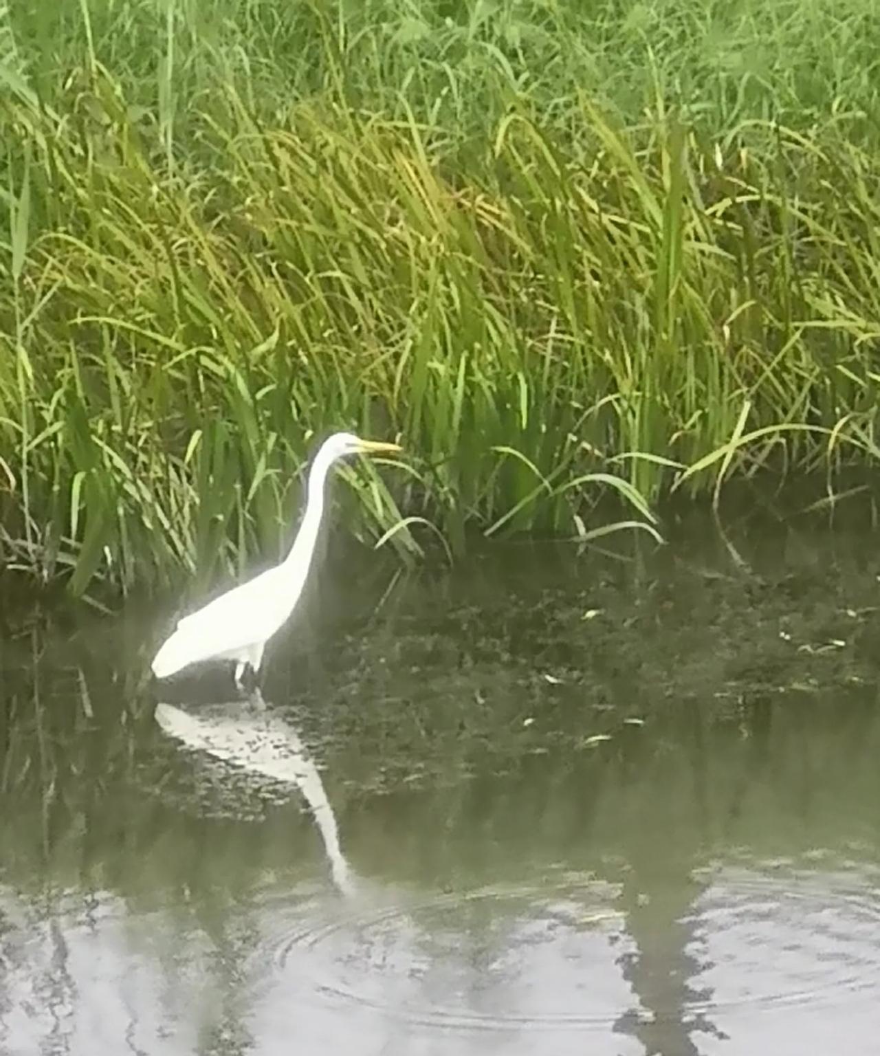 白鹭 成了虹子河里的一道风景
#秋日生活打卡季#
虹子河经过治理后，水也清了，两
