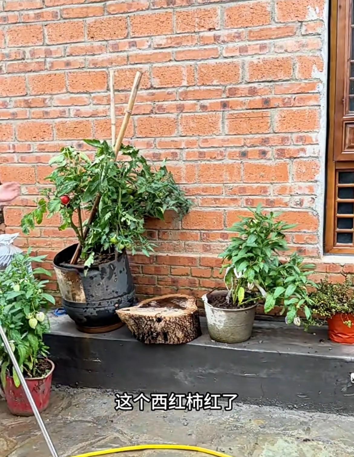 红姐在扫地的时候一眼就瞧见一颗小西红柿，看到成熟的小西红柿就动了想吃的念头，连忙