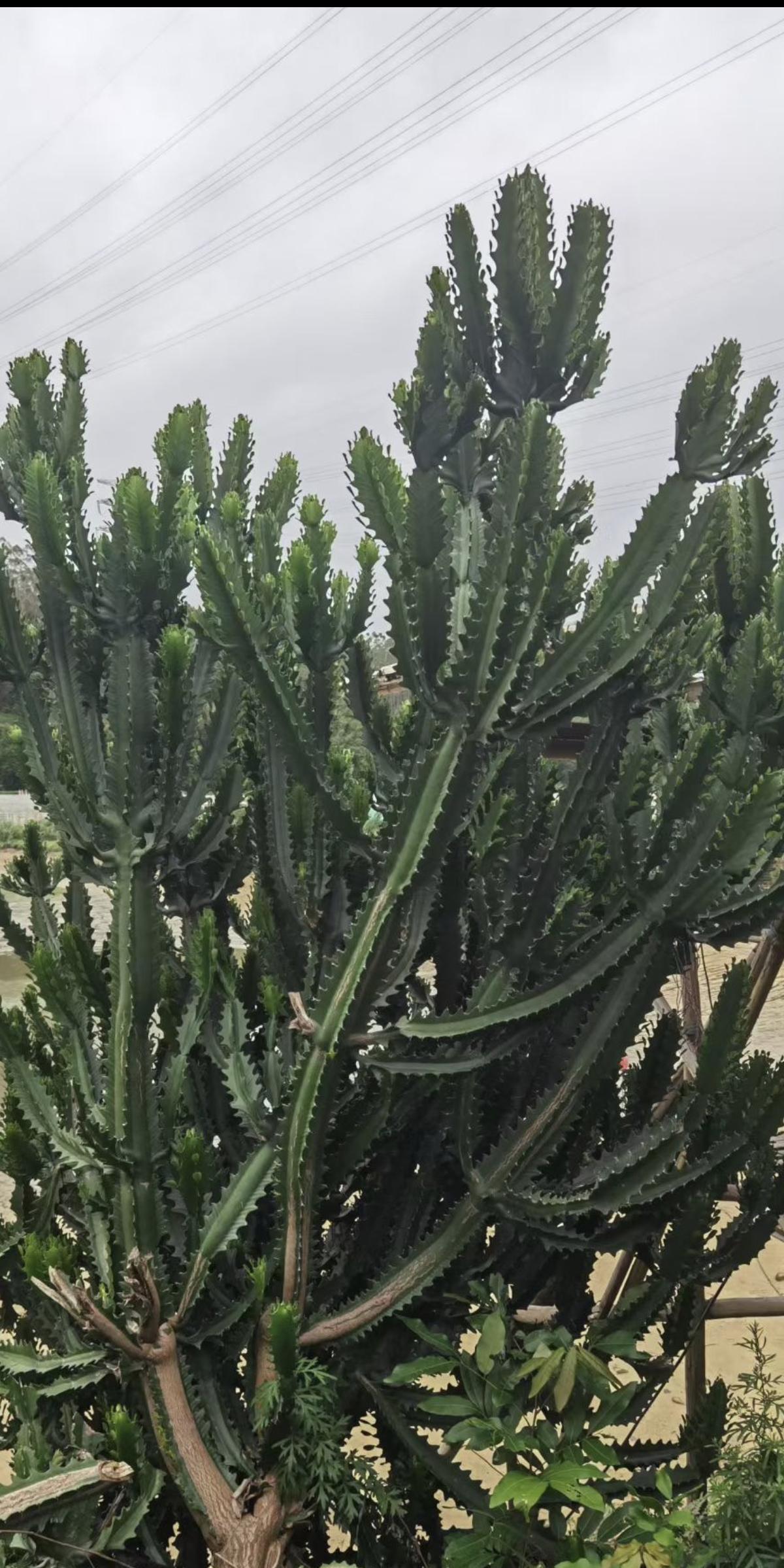 明天后天终于休息两天啦！
     带娃没问题，我想休息就是不愿意做饭了。中午费