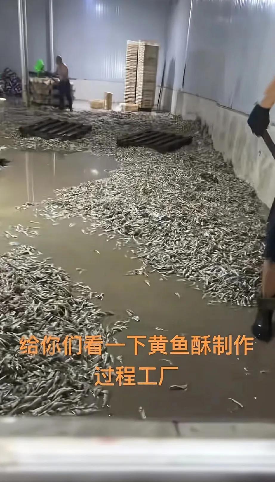 黄鱼酥尽量别吃了，有个人偷偷拍的，场面触目惊心。
生产环境非常恶劣，一堆鱼全都放