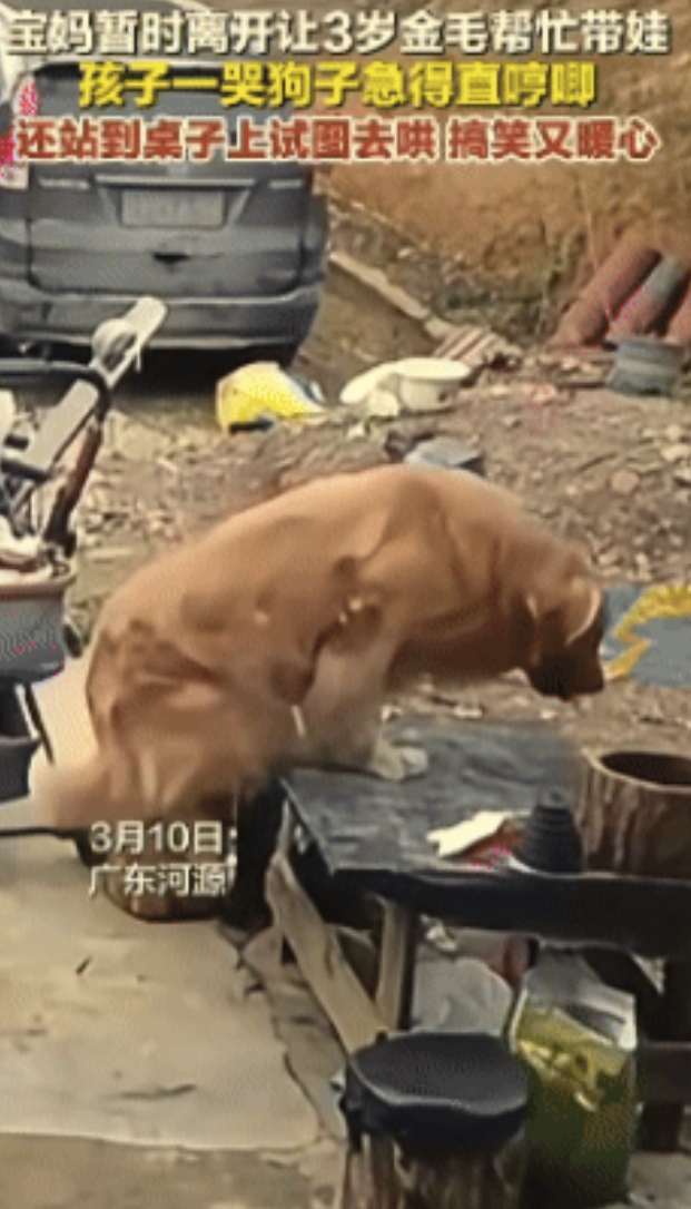 难为狗了！广东河源一个宝妈在遛娃遛狗的时候，突然有事要离开，于是叮嘱狗狗好好照顾