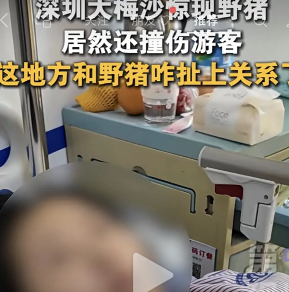 离了个大谱了
海边竟然有野猪出没
深圳大梅沙游客怎么都没有想到
海边游玩自己没被