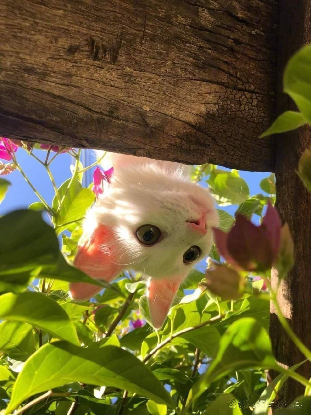被一只喵萌到了，又想养猫了