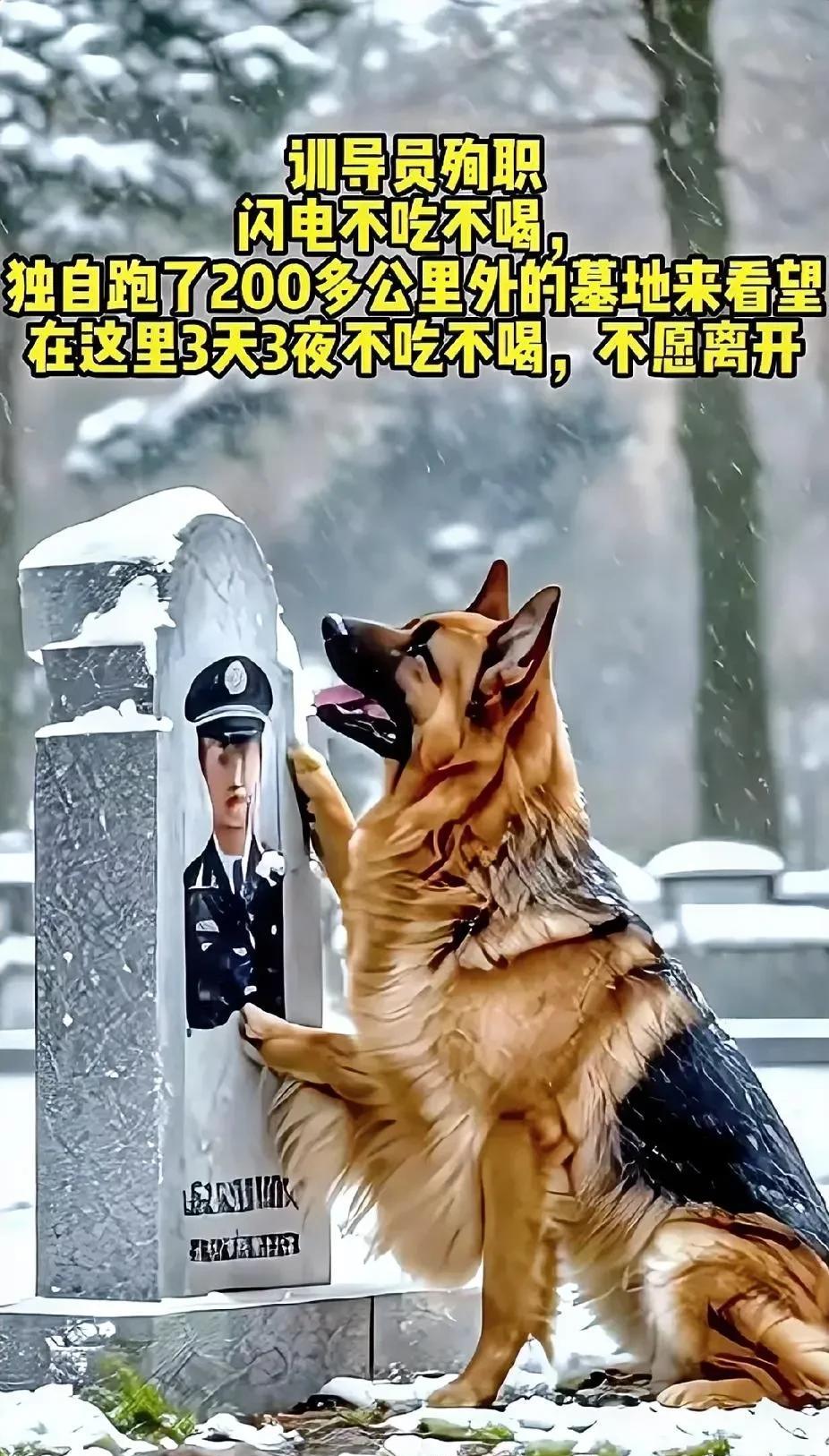 犬守墓前，忠义长存
训导员殉职，
闪电不吃不喝
独自跑了200公里外的墓地来看望