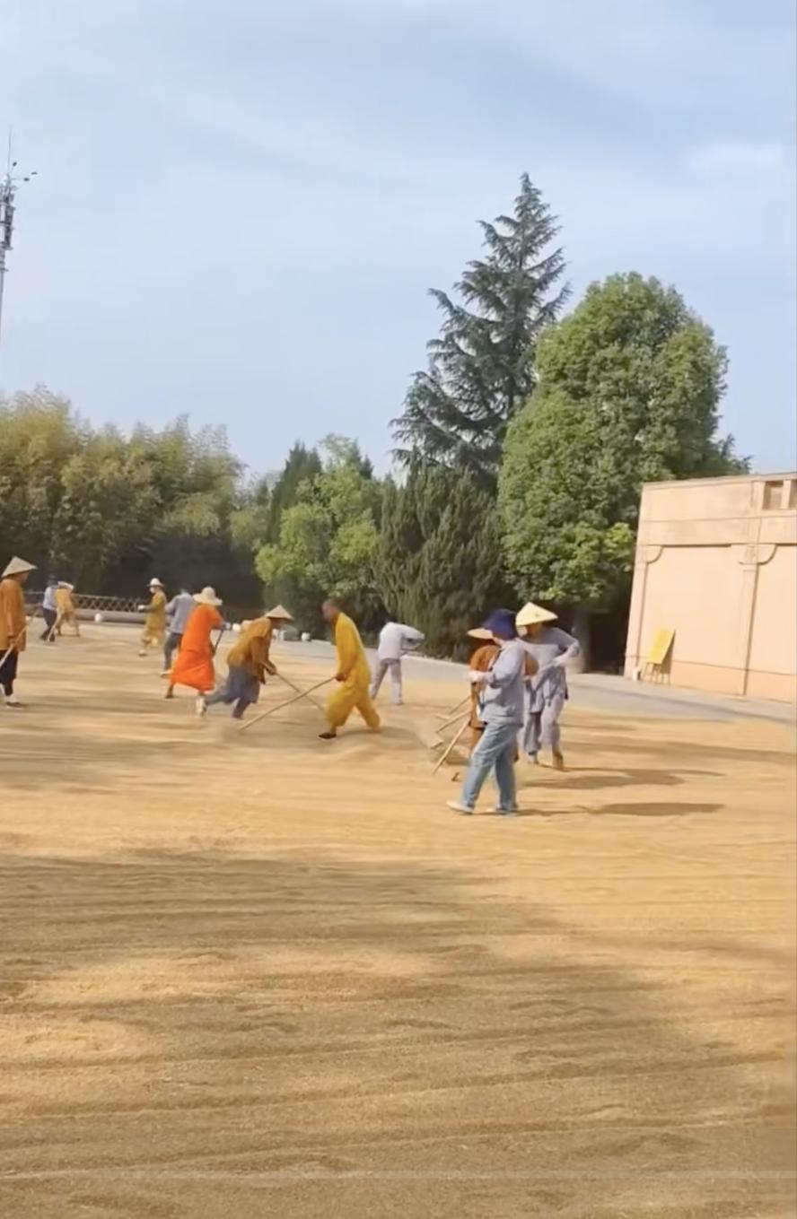 这就是洛阳的白马寺，跟少林寺相比，没有一点商业化气息。
现在是麦收季节，所有的白