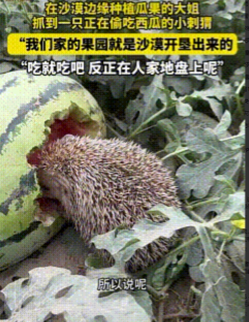 “活该发财！”新疆，女子发现有刺猬在吃自家种的西瓜，没想到，她不但没赶，还温柔的