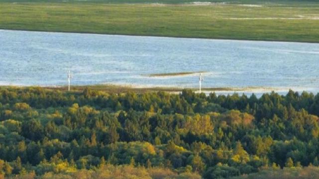 上海藏着 “鸟类天堂”！这些湿地秘境你知道吗？