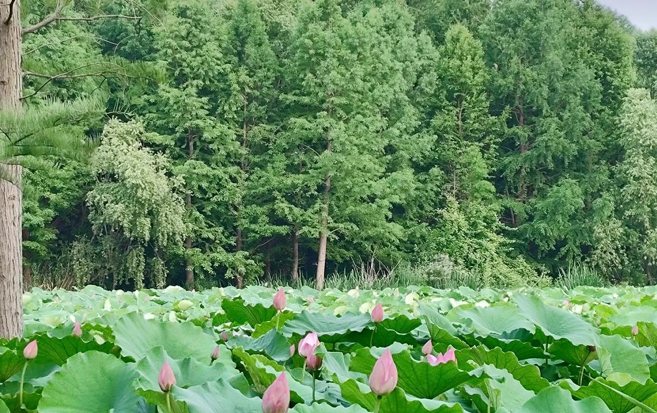 喜欢半身裙，买了很多条。颜色不拘泥于黑白灰卡等基础色，粉色、紫色、绿色、橘色以及