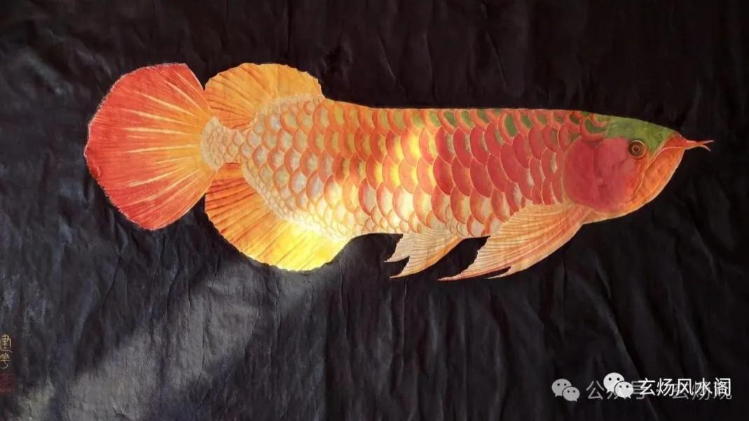 姜群：鱼缸风水与养鱼之道详解！