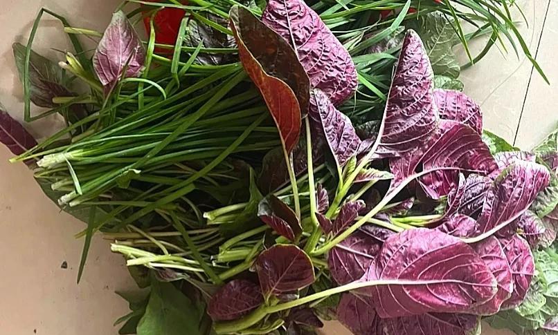今年自家园子里长了好多这种野蔬菜，婆婆说可以吃，专程从乡下带来的，友友们，你们见