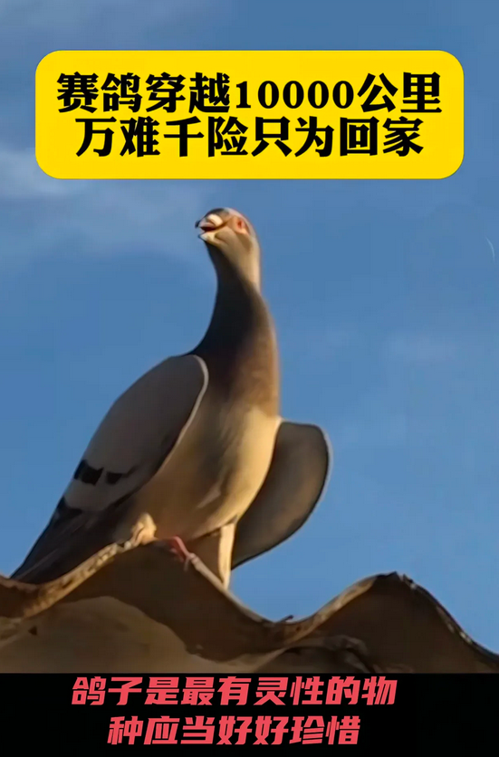 一只从长春被卖到英国的鸽子，一年后浑身伤痕累累地穿越 50 国、飞行 2 万公里