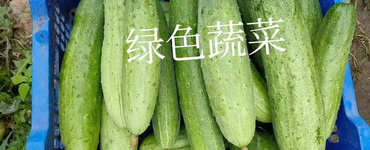 我家离不开黄瓜，第一次种小菜园那会儿，选择水果黄瓜，市场上购买秧苗有1元/一棵和