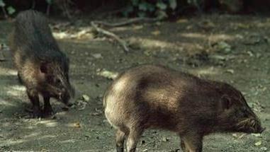 小如苹果，大如兔子，这样的猪你见过吗？网友：先天烤乳猪圣体？