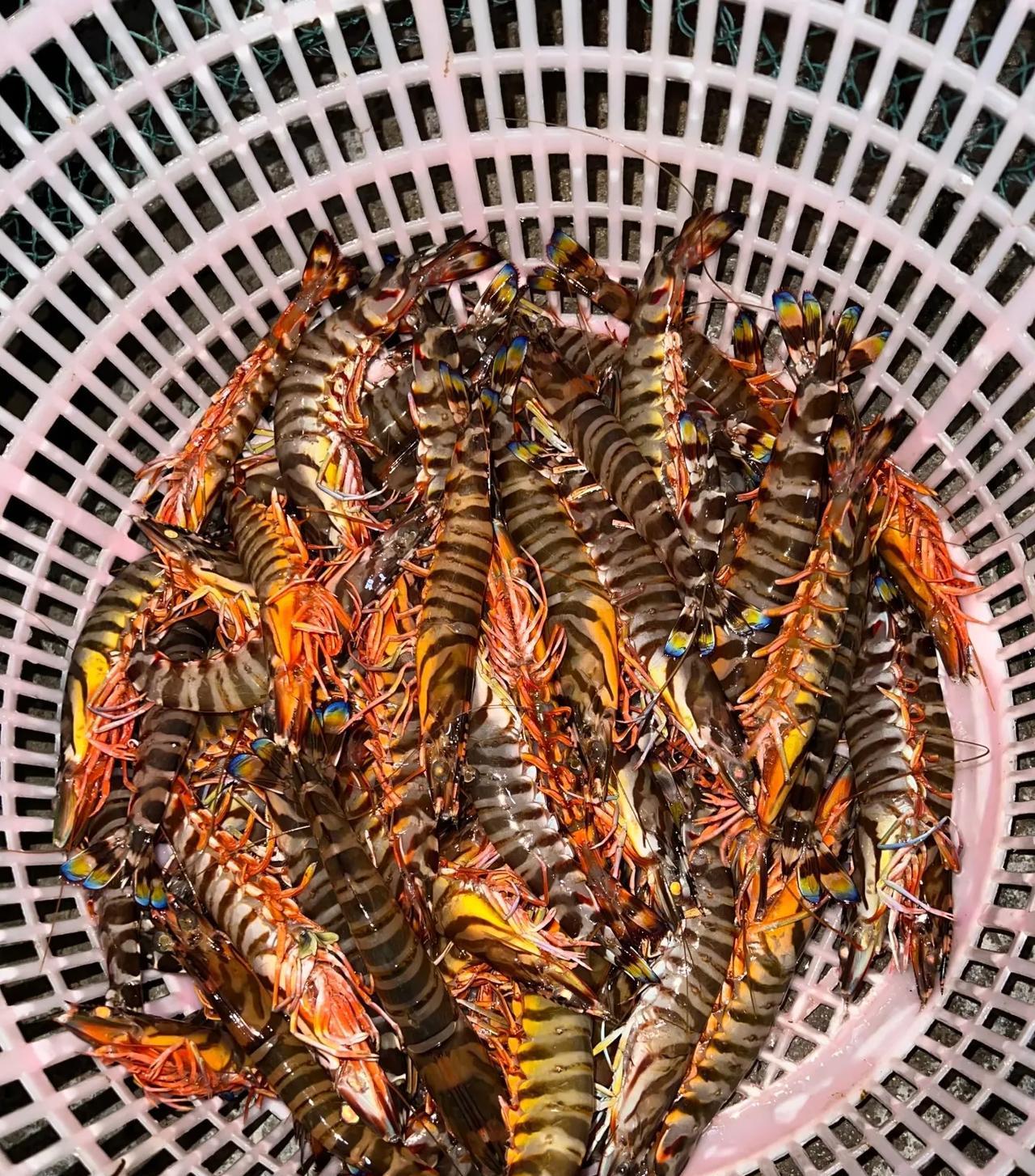 原来野生活的九节虾在夜晚是这种颜色的