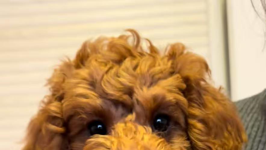 万元寻狗 洛阳市涧西区蓬莱小区附近丢失泰迪犬一只