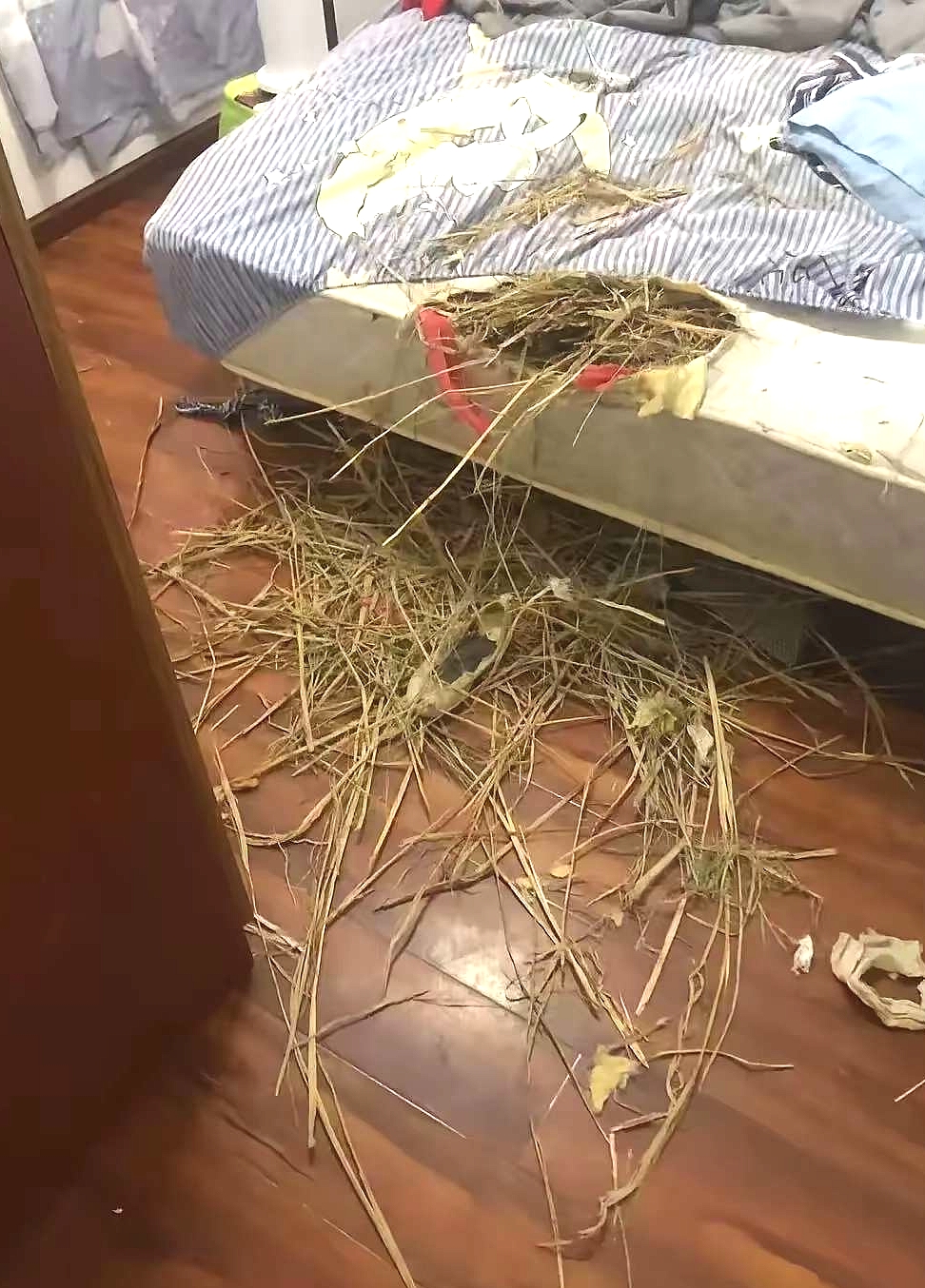 若不是我家狗狗找地方做窝，我还真不知道我睡的是禾秆草