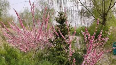 造林 30 年血汗林遭超范围砍伐 辽宁造林人维权之路漫漫