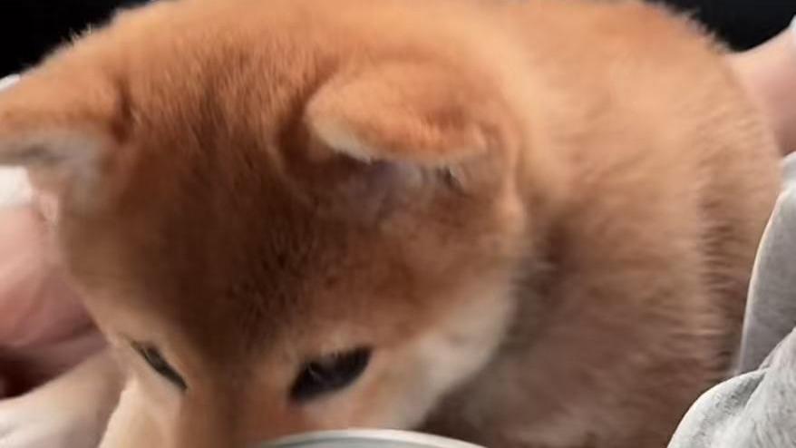 2026全国宠物托运哪个平台靠谱划算？宠物托运平台排行榜推荐，全国宠物托运哪个平台好