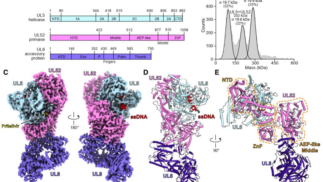 Cell | 疱疹病毒复制机器首次“全貌曝光”！冷冻电镜揭示药物作用靶点与耐药根源