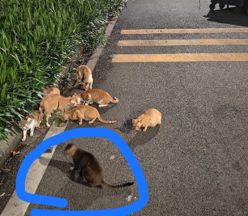 我有一种预感，三亚的流浪猫会变多

是因为这次三亚女孩被蛇咬身亡事件，

银环蛇