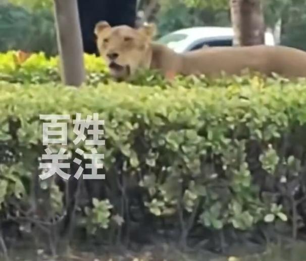 安徽，一家马戏团正在给狮子喂食物，一头狮子趁饲养员不注意，一溜烟跑了出去。重获自