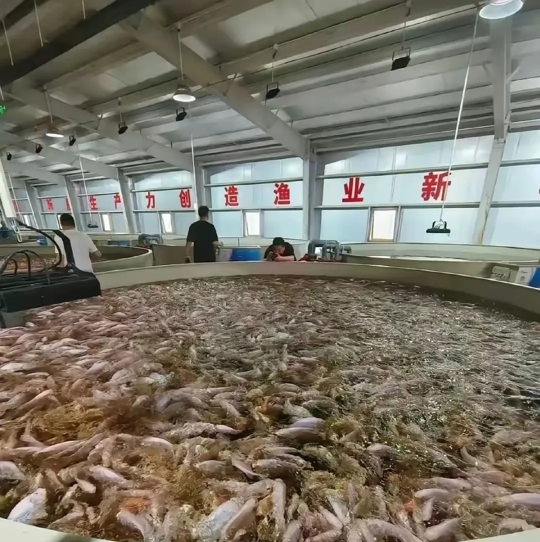 这是养的啥鱼啊兄弟们？