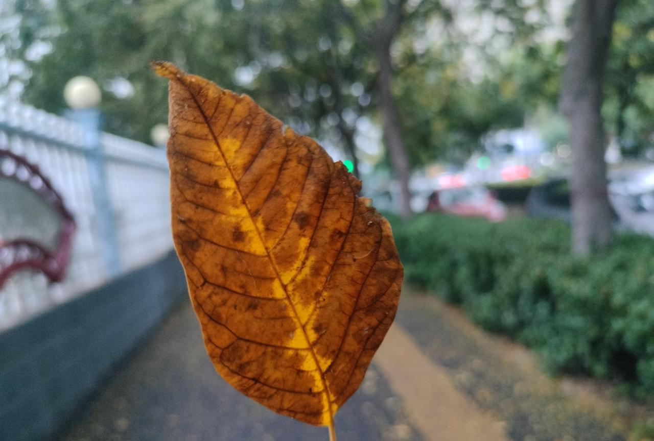 秋色无语
春听风声，夏听蝉声，秋听虫声，冬听雪声。
路过兴洛湖公园，突然兴起想去