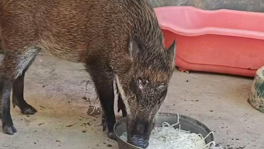 广州大哥收养小野猪成网红，5万收购价都不松口，网友：这才是真宠爱！