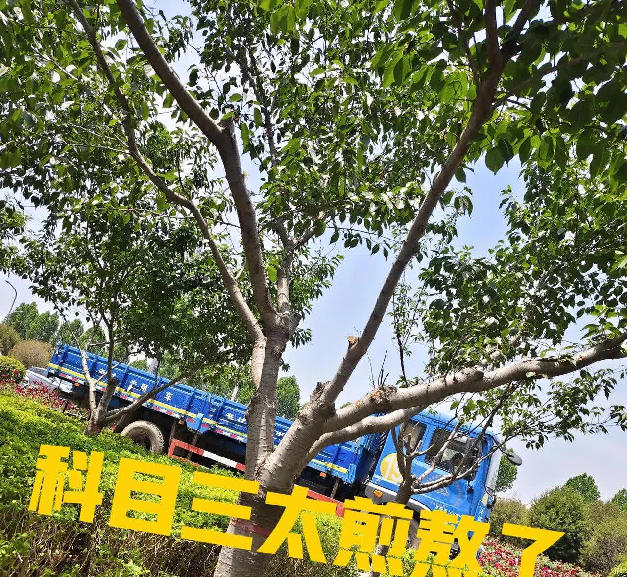 去年报了个驾照，到现在才考科目三，3月份考了一次，挂科了[流泪]。太难了，这几天