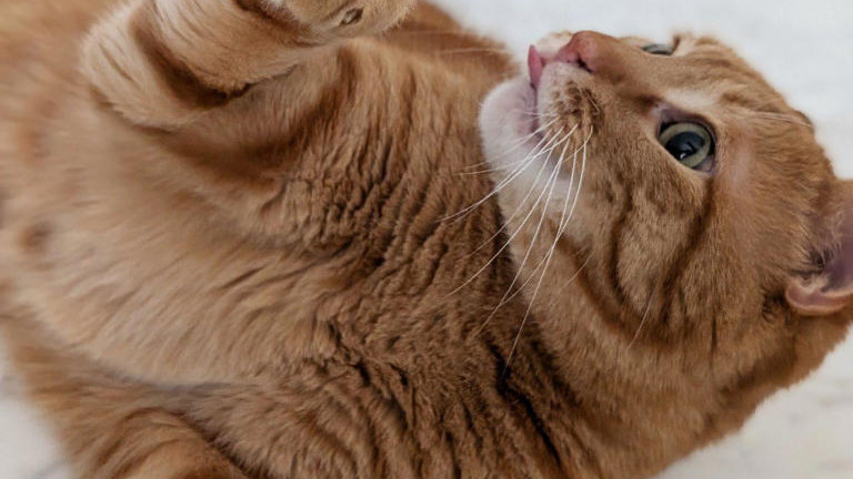 猫咪冬季生存挑战，冬天养猫提前准备让猫咪舒舒服服的“过冬”