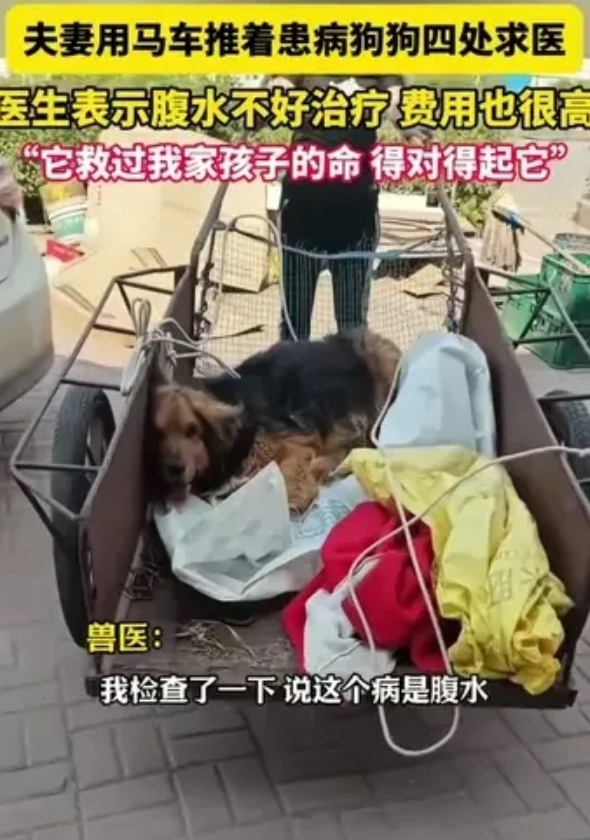 夫妻用马车带着狗去看病，宠物医生检查后说：“它是腹水，很难治费用又很高，不敢保证