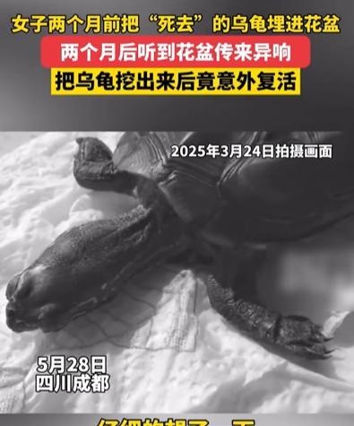 简直是奇迹！2025年3月24日四川，一女子养了一只龟，有天发现乌龟没动静了，就