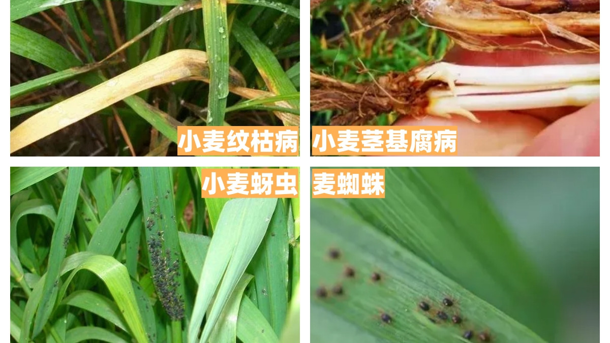 警惕！4种小麦高危病虫害，早防早控稳丰产