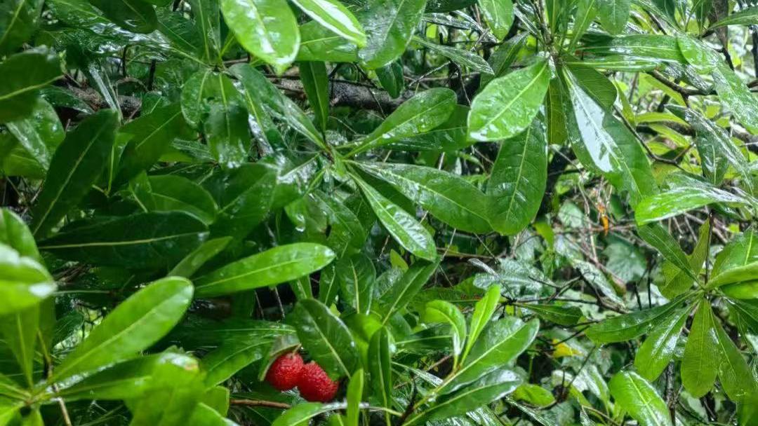 双色球25068期！本期杀三个红球！